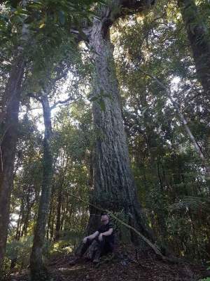 An ancient tree atop Matawhaura